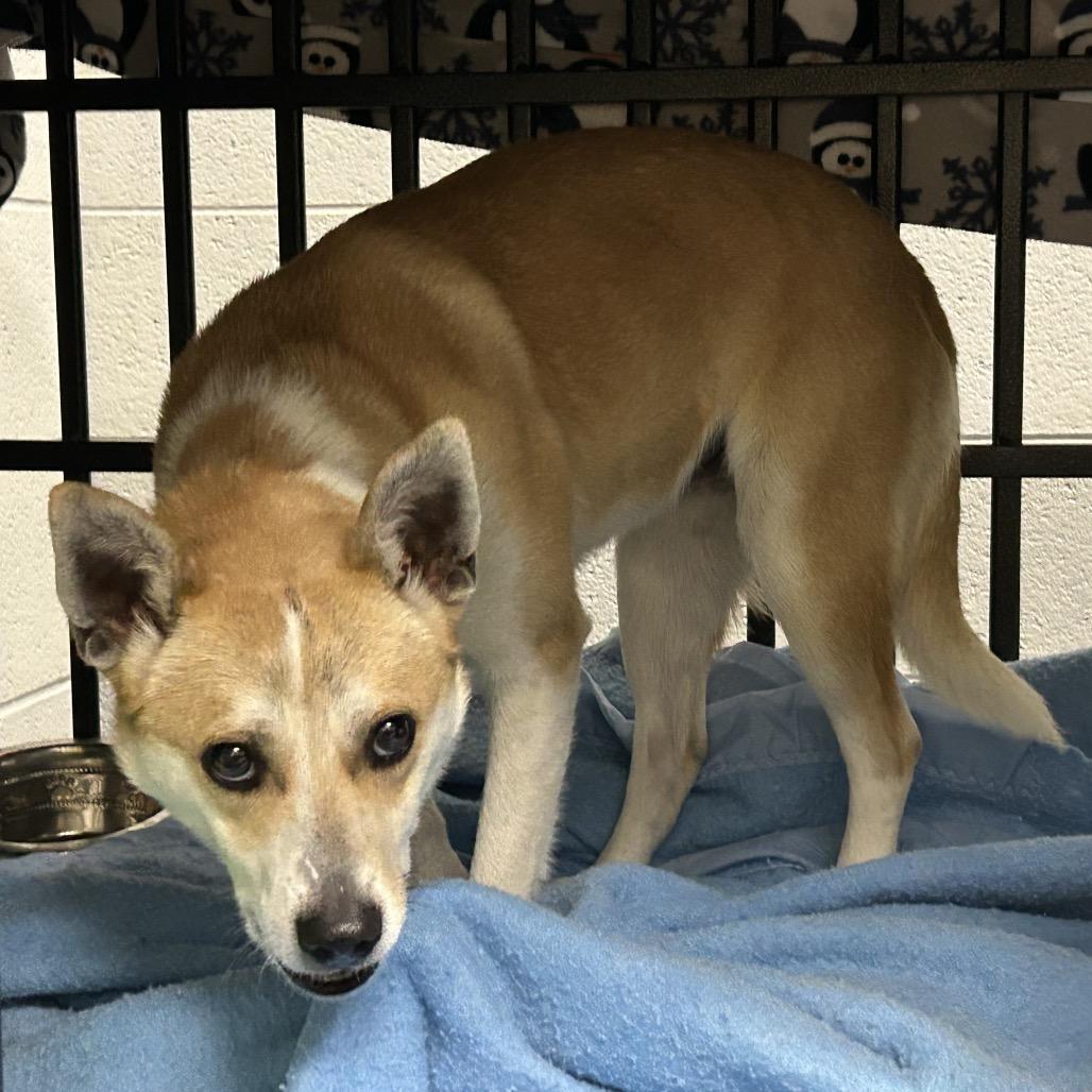 Enlarge Shiba, a Adoptable Mixed Breed in Marion, VA image 5/6