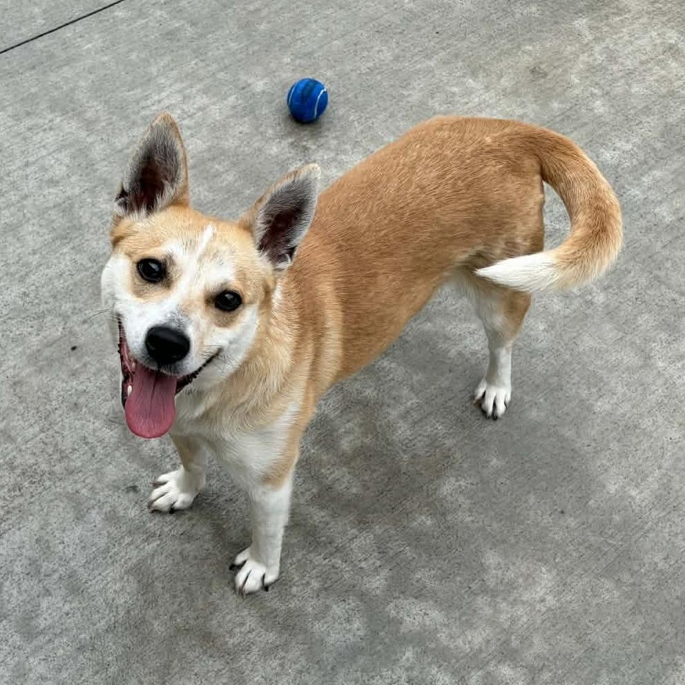 Enlarge Shiba, a Adoptable Mixed Breed in Marion, VA image 6/6