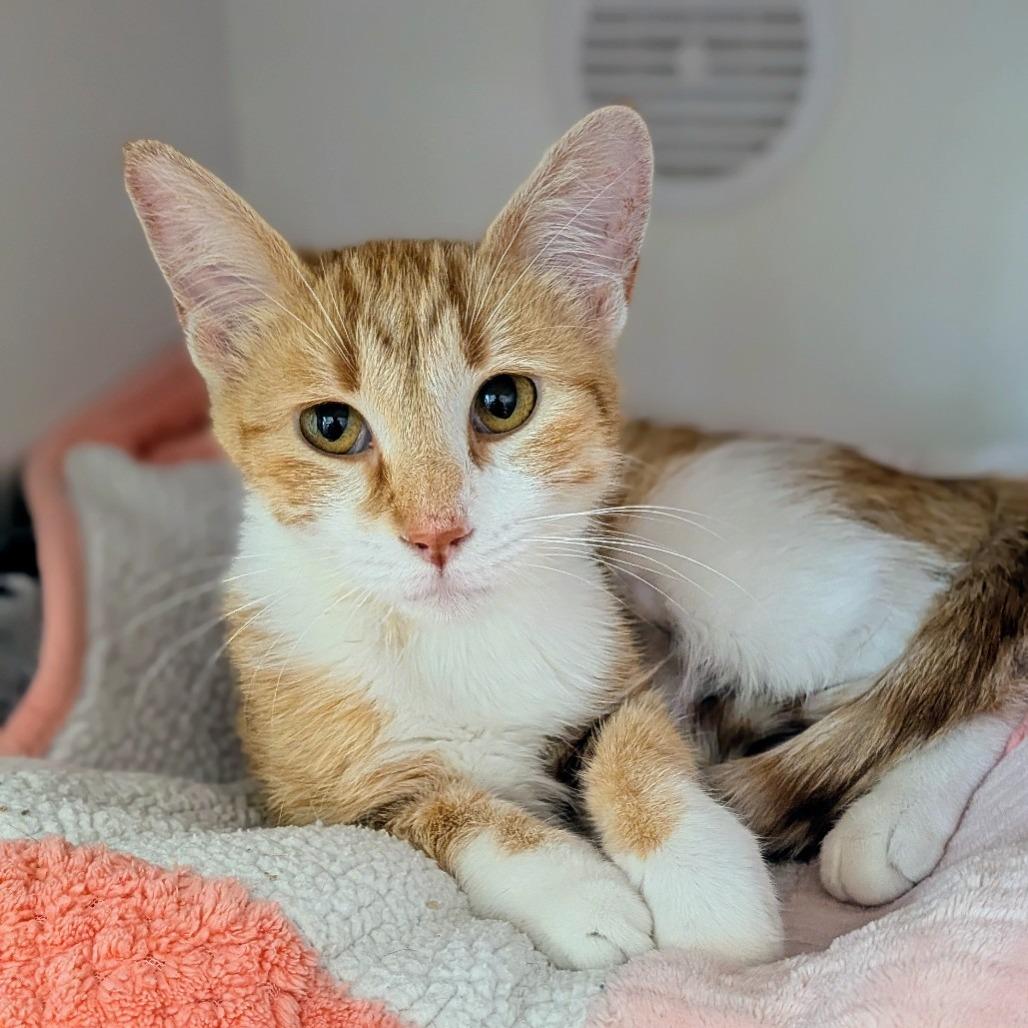 Gretel, a Adoptable Domestic Short Hair in Prairie du Chien, WI image 1/3