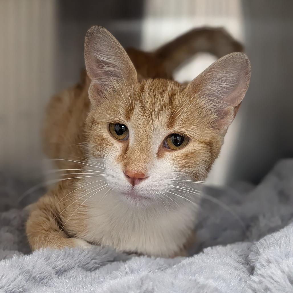 Gretel, a Adoptable Domestic Short Hair in Prairie du Chien, WI image 2/3