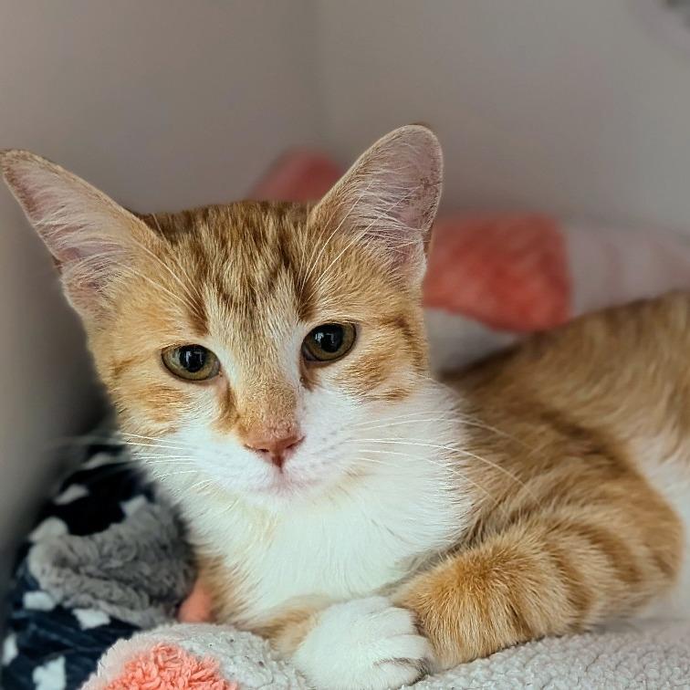 Gretel, a Adoptable Domestic Short Hair in Prairie du Chien, WI image 3/3
