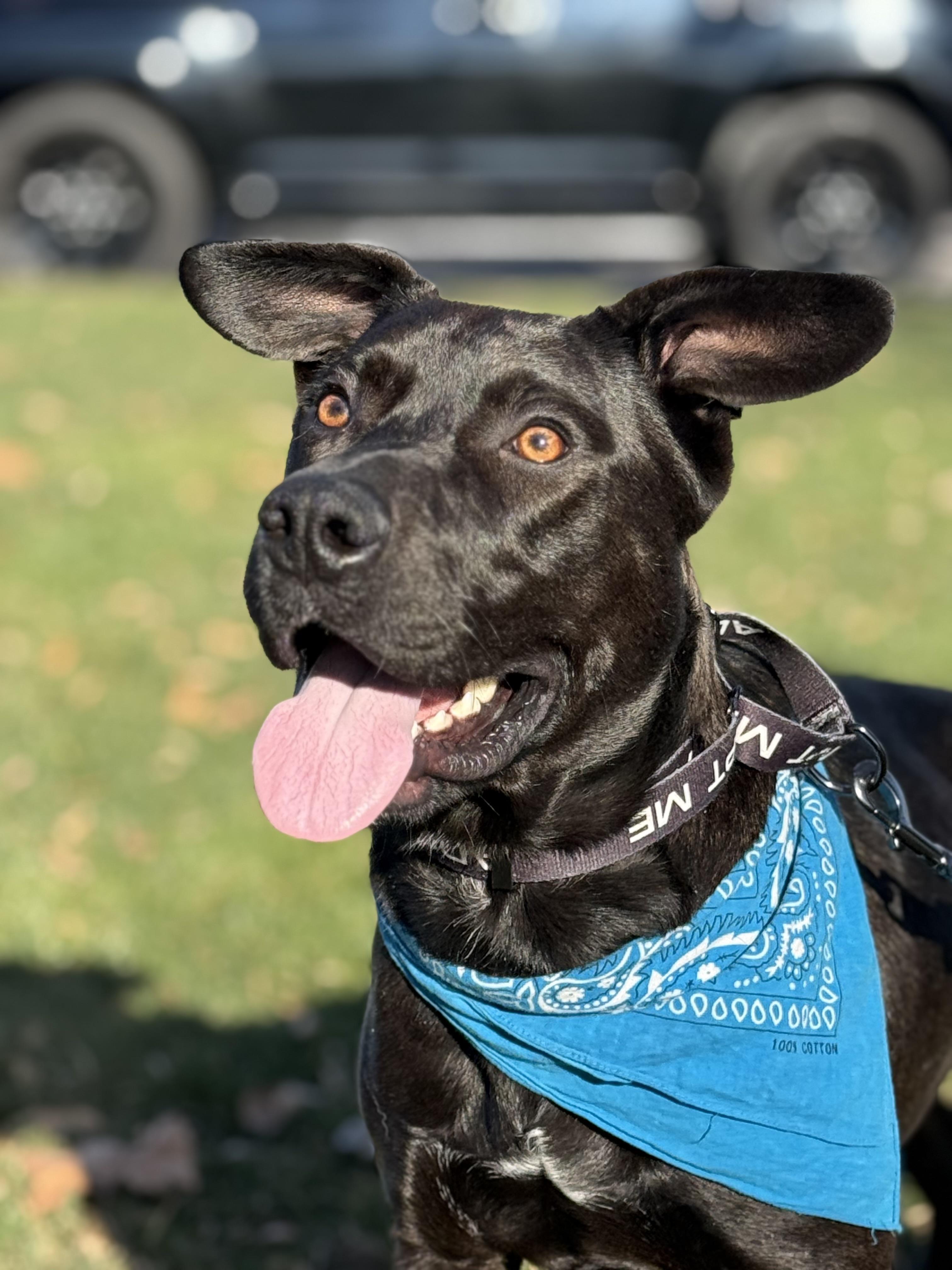 Enlarge Tyson, a Adoptable mixed breed in Twin Falls, ID image 2/4