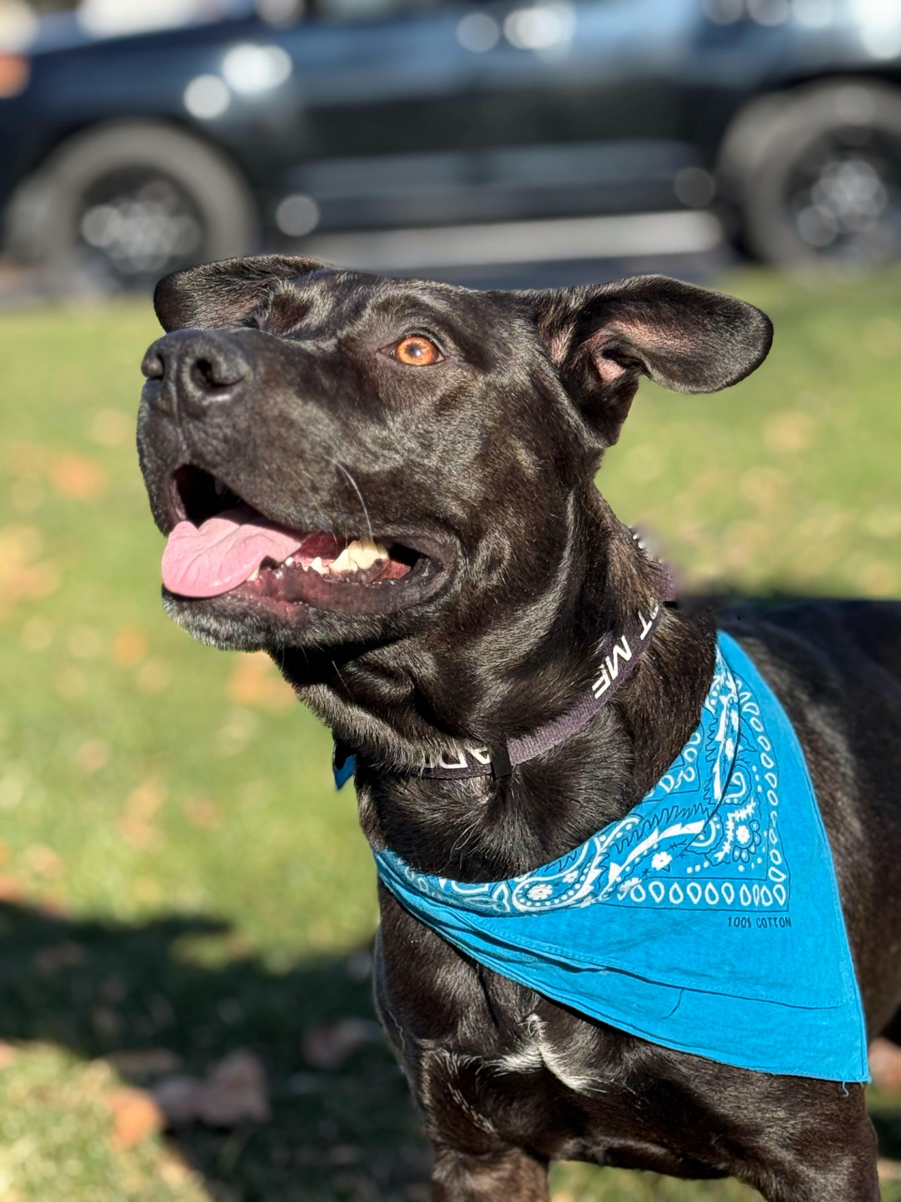 Enlarge Tyson, a Adoptable mixed breed in Twin Falls, ID image 3/4