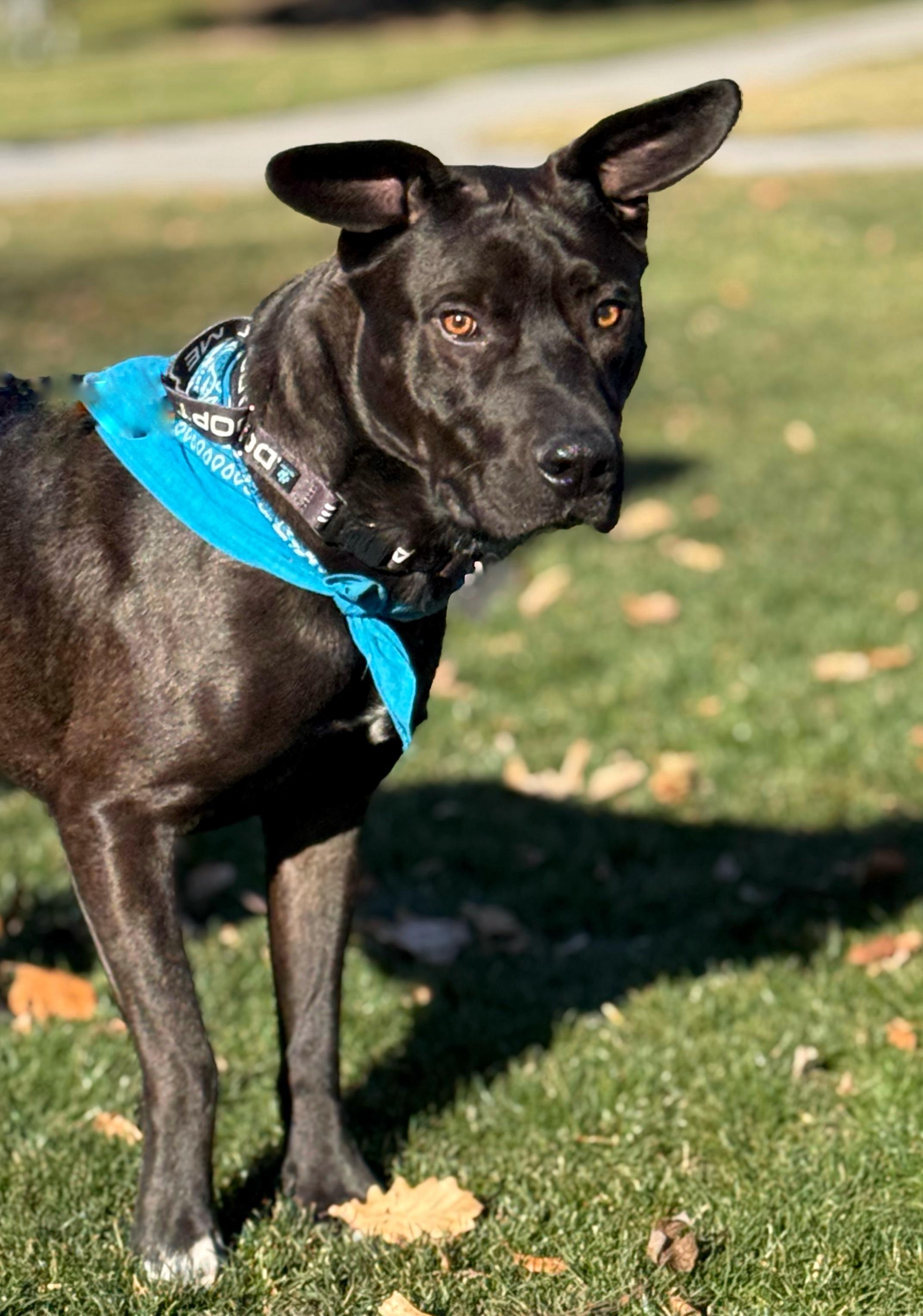 Tyson — thumbnail 5