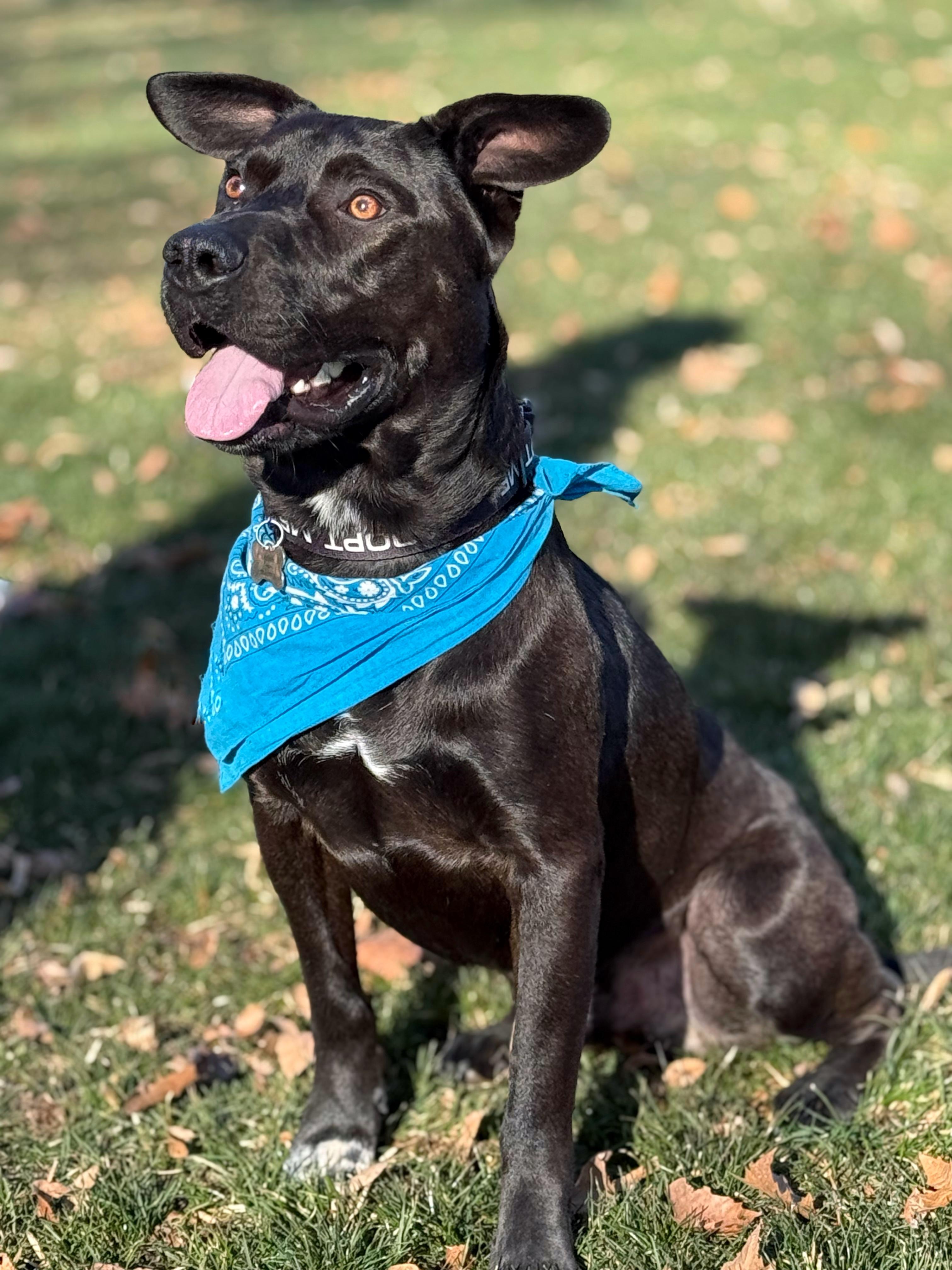 Tyson — thumbnail 6