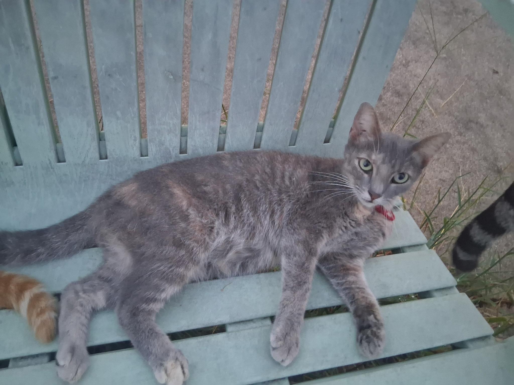 Enlarge Little Red, a Adoptable Dilute Tortoiseshell in Mount Pleasant, TX image 1/1