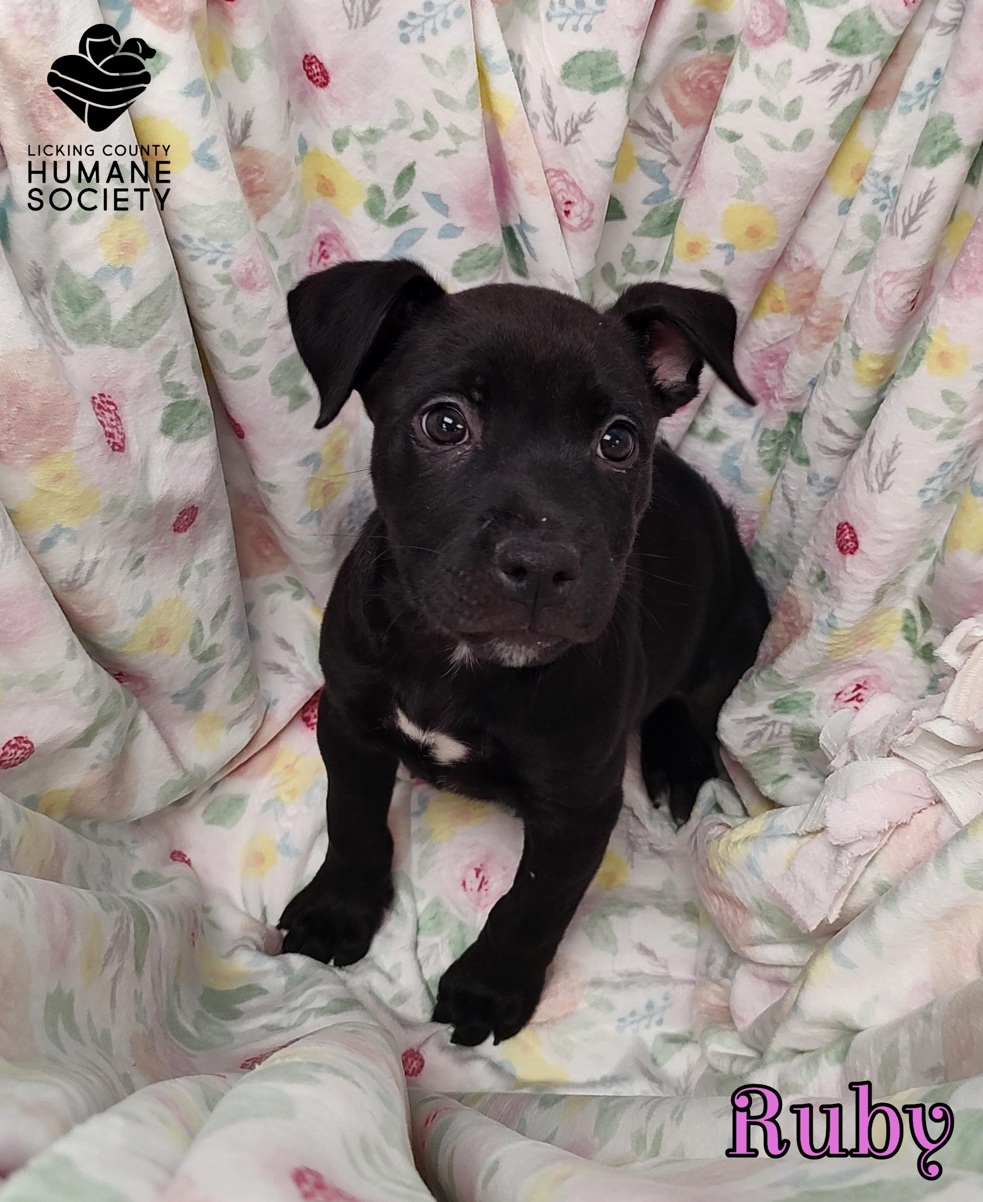 Ruby, Adoptable, Puppy Female Pit Bull Terrier.