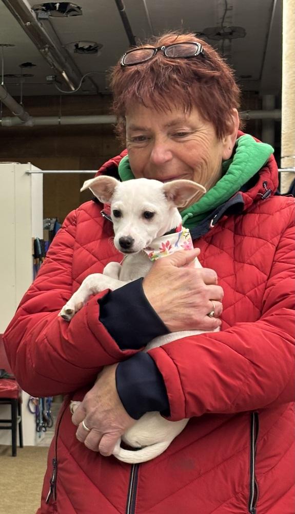 Enlarge Salt, a Adopted Chihuahua in Syracuse, NY image 1/6