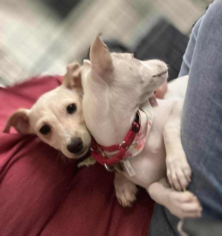 Enlarge Salt, a Adopted Chihuahua in Syracuse, NY image 2/6