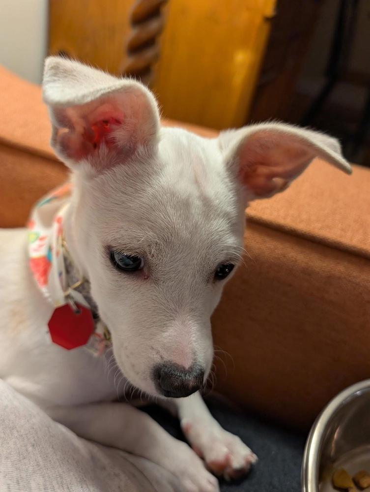 Enlarge Salt, a Adopted Chihuahua in Syracuse, NY image 3/6