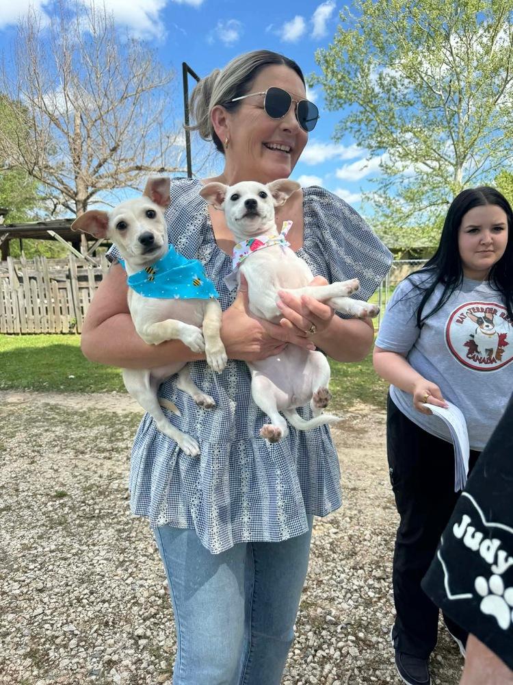 Enlarge Salt, a Adopted Chihuahua in Syracuse, NY image 4/6