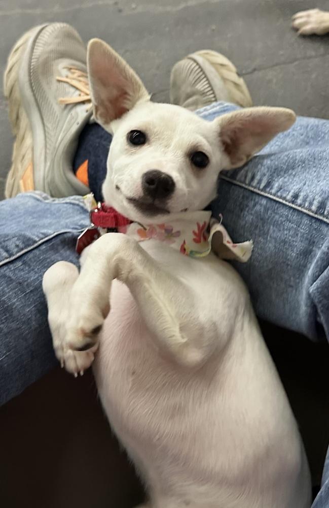 Enlarge Salt, a Adopted Chihuahua in Syracuse, NY image 5/6