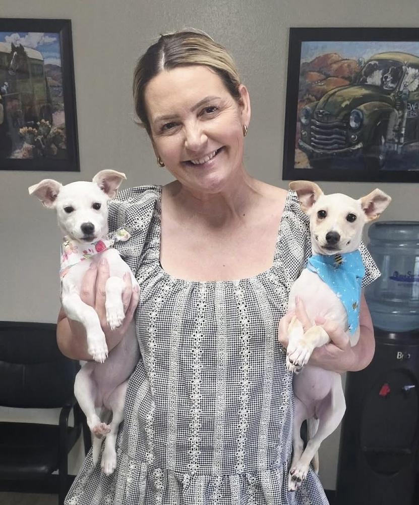 Enlarge Salt, a Adopted Chihuahua in Syracuse, NY image 6/6