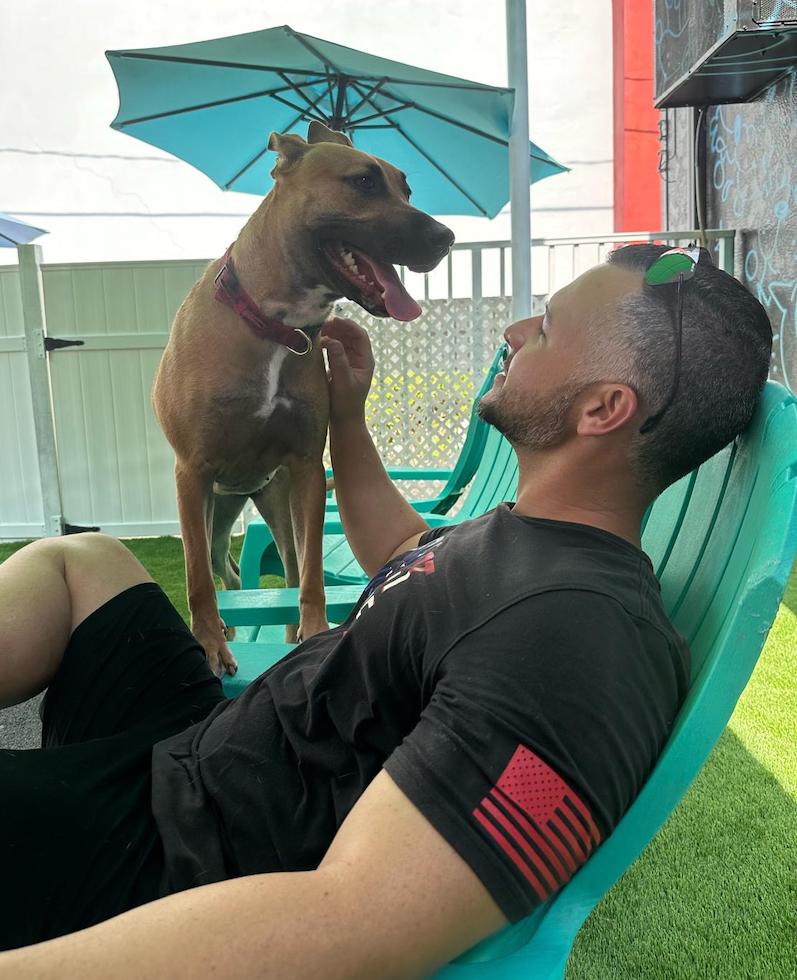 Bella, a Adopted mixed breed in Miami, FL image 1/6