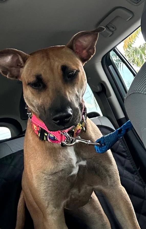 Bella, a Adopted mixed breed in Miami, FL image 3/6