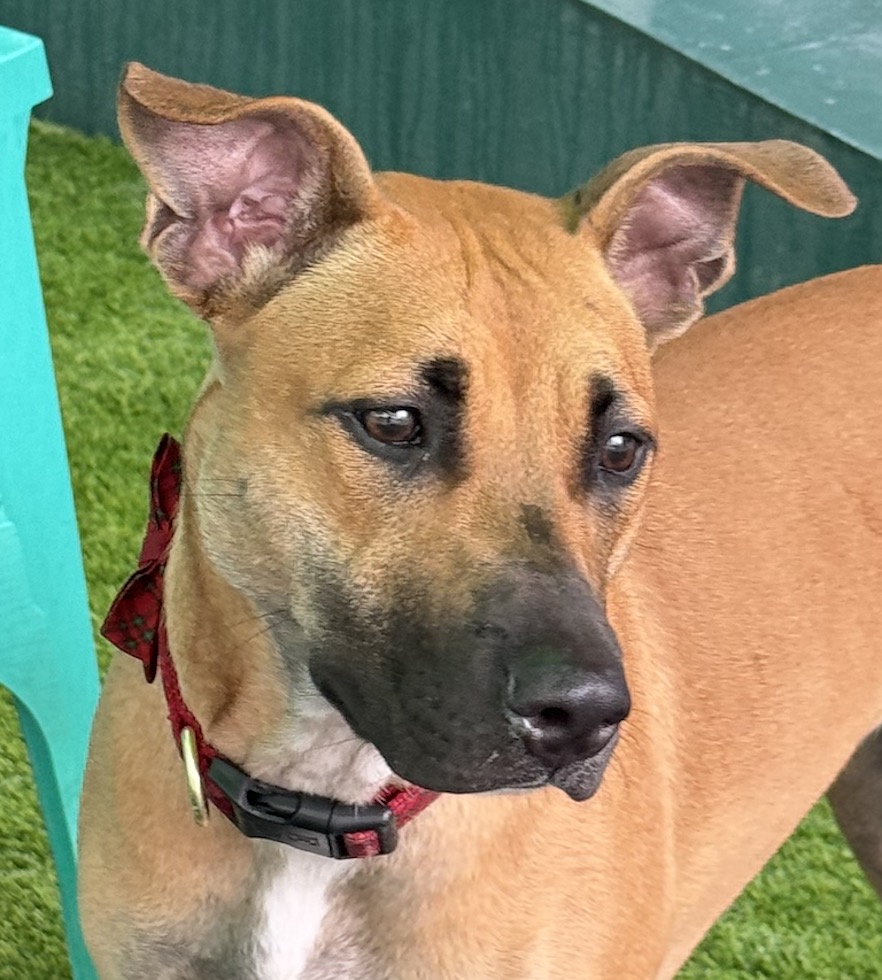 Bella, a Adopted mixed breed in Miami, FL image 4/6