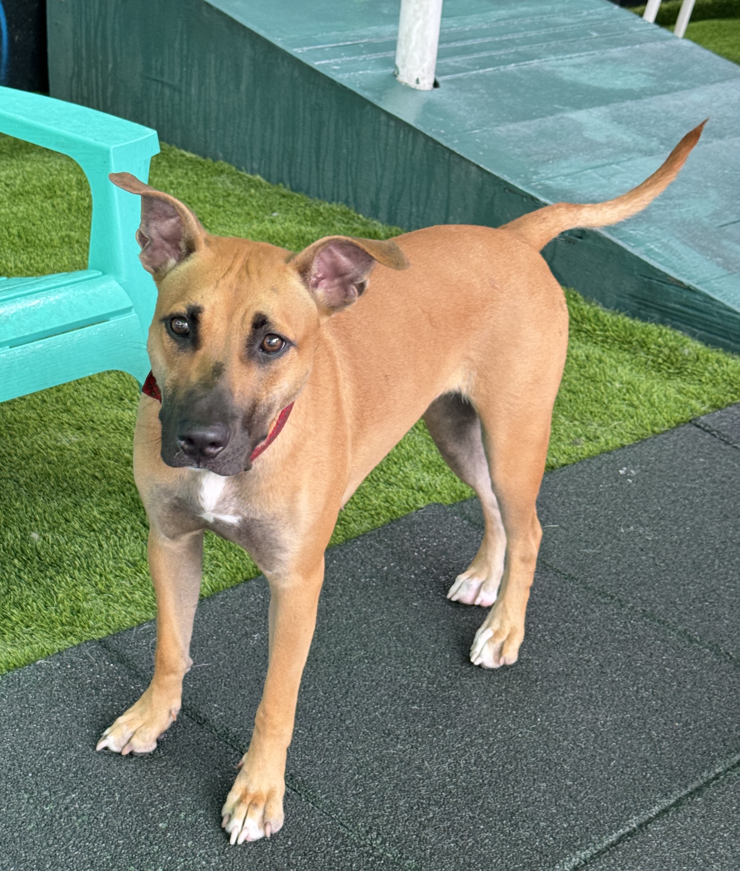 Bella, a Adopted mixed breed in Miami, FL image 5/6