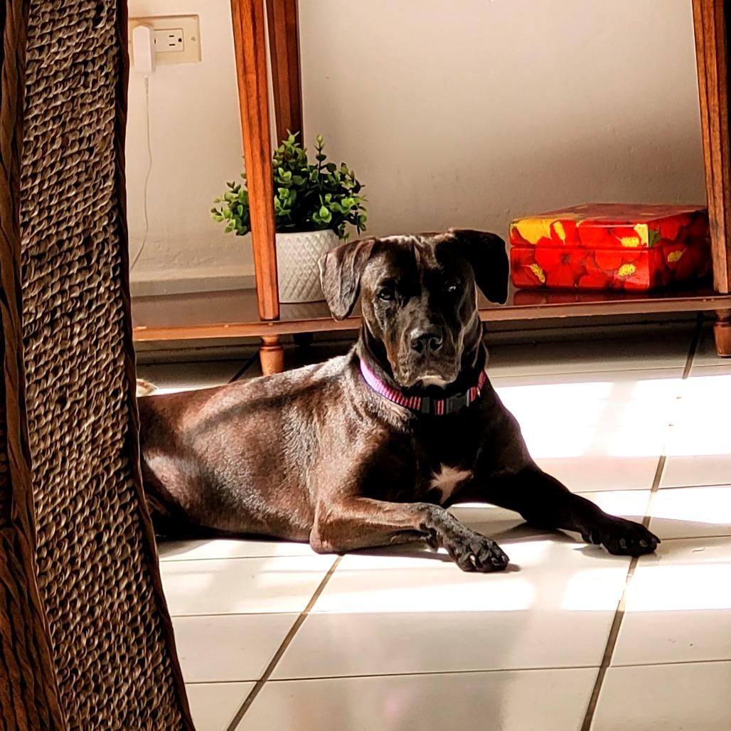 Raz, Adoptable, Adult Male Mixed Breed.
