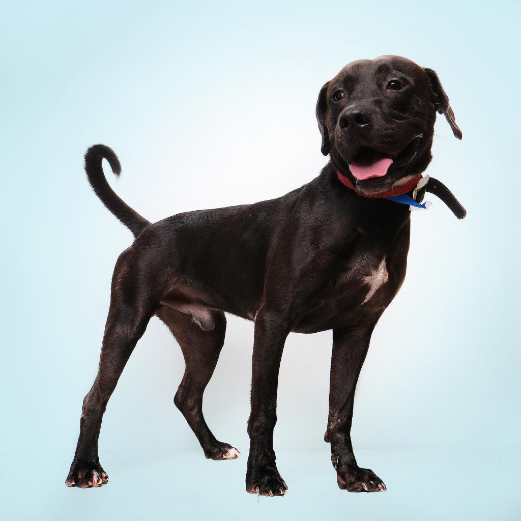 Raz, Adoptable, Adult Male Mixed Breed.