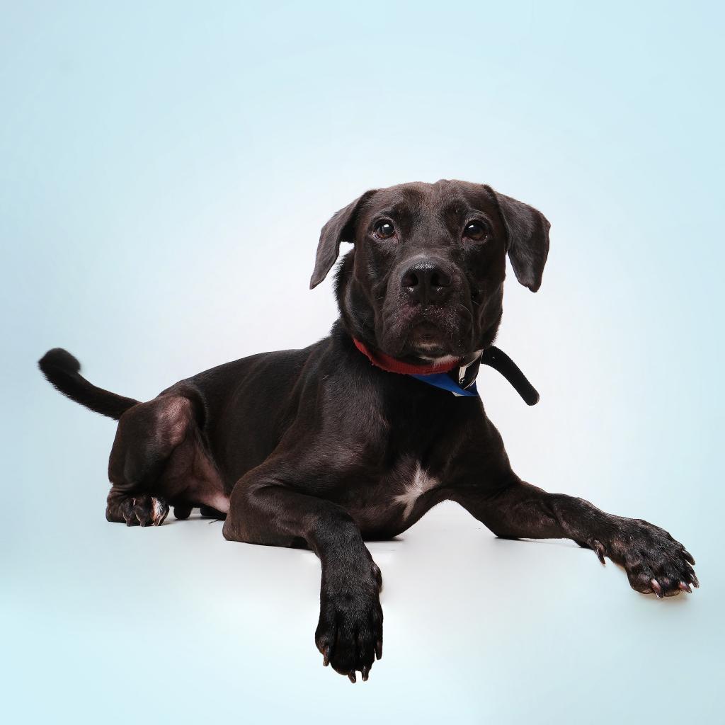 Enlarge Raz, a Adoptable Mixed Breed in Guaynabo, PR image 2/4