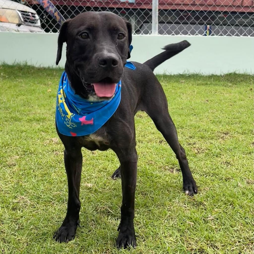 Enlarge Raz, a Adoptable Mixed Breed in Guaynabo, PR image 3/4