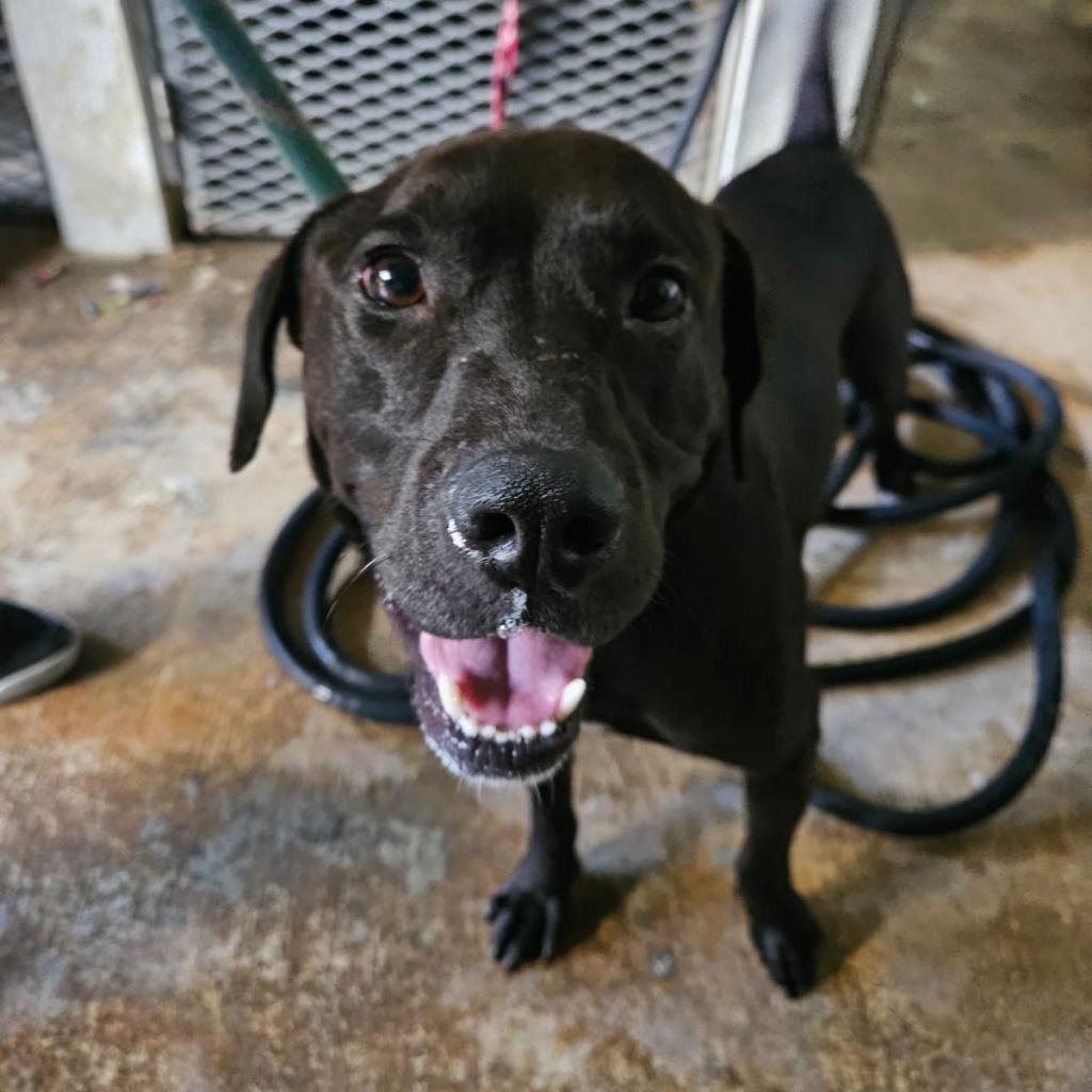 Enlarge Raz, a Adoptable Mixed Breed in Guaynabo, PR image 4/4