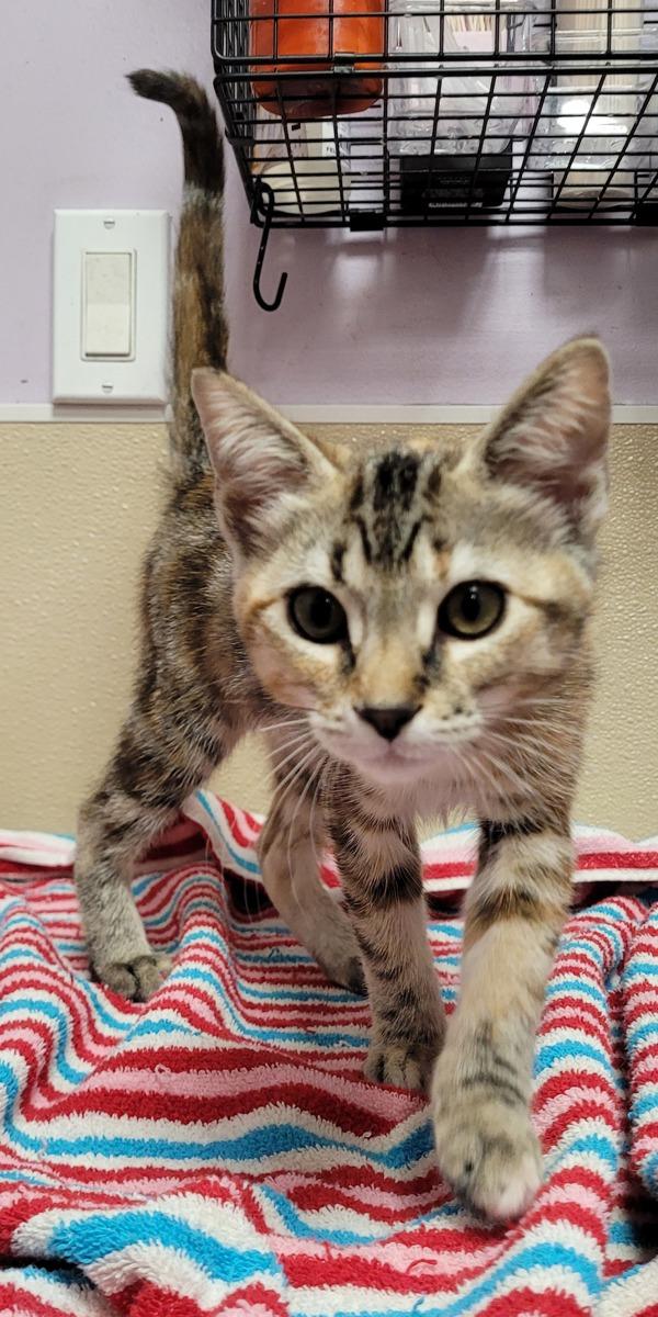 Lisa, Adoptable, Kitten Female Domestic Short Hair.
