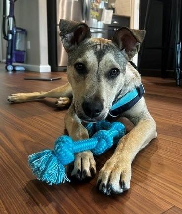 Elfie, an adopted mixed breed in Olympia, WA image 3/6