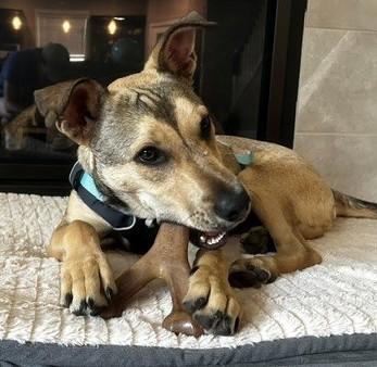 Elfie, an adopted mixed breed in Olympia, WA image 2/6