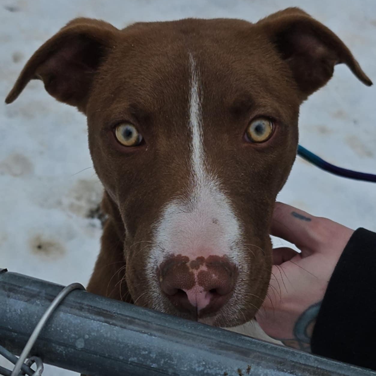 Enlarge Budweiser, a Adoptable mixed breed in Huntington, WV image 3/5