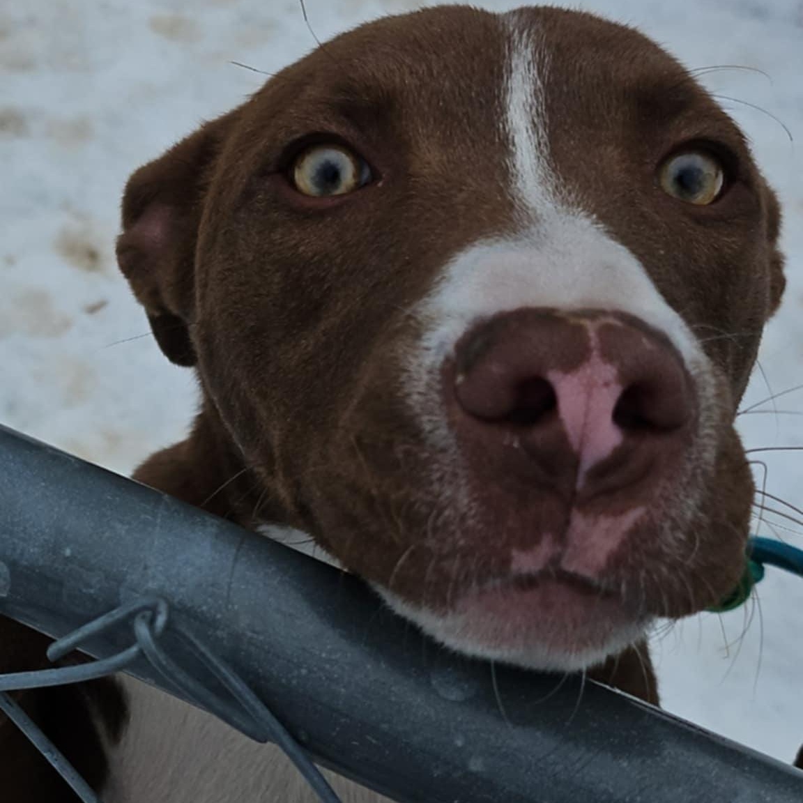 Enlarge Budweiser, a Adoptable mixed breed in Huntington, WV image 2/5