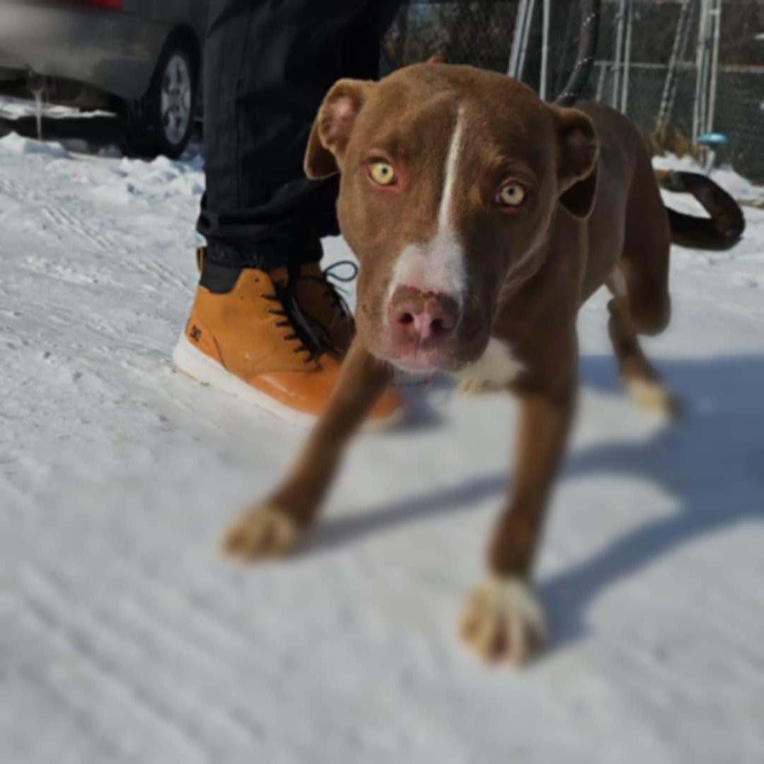 Enlarge Budweiser, a Adoptable mixed breed in Huntington, WV image 5/5