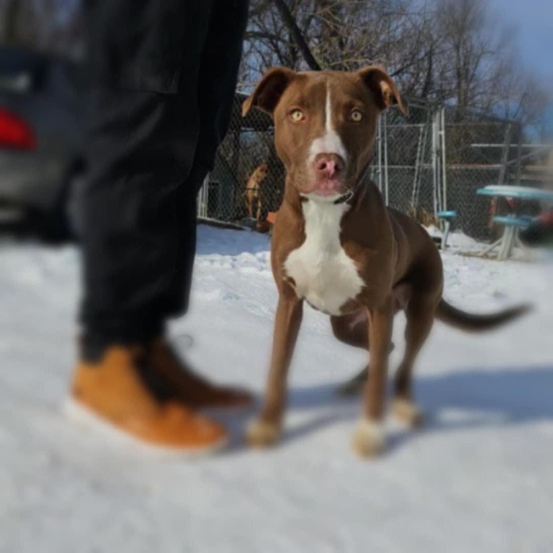 Enlarge Budweiser, a Adoptable mixed breed in Huntington, WV image 4/5