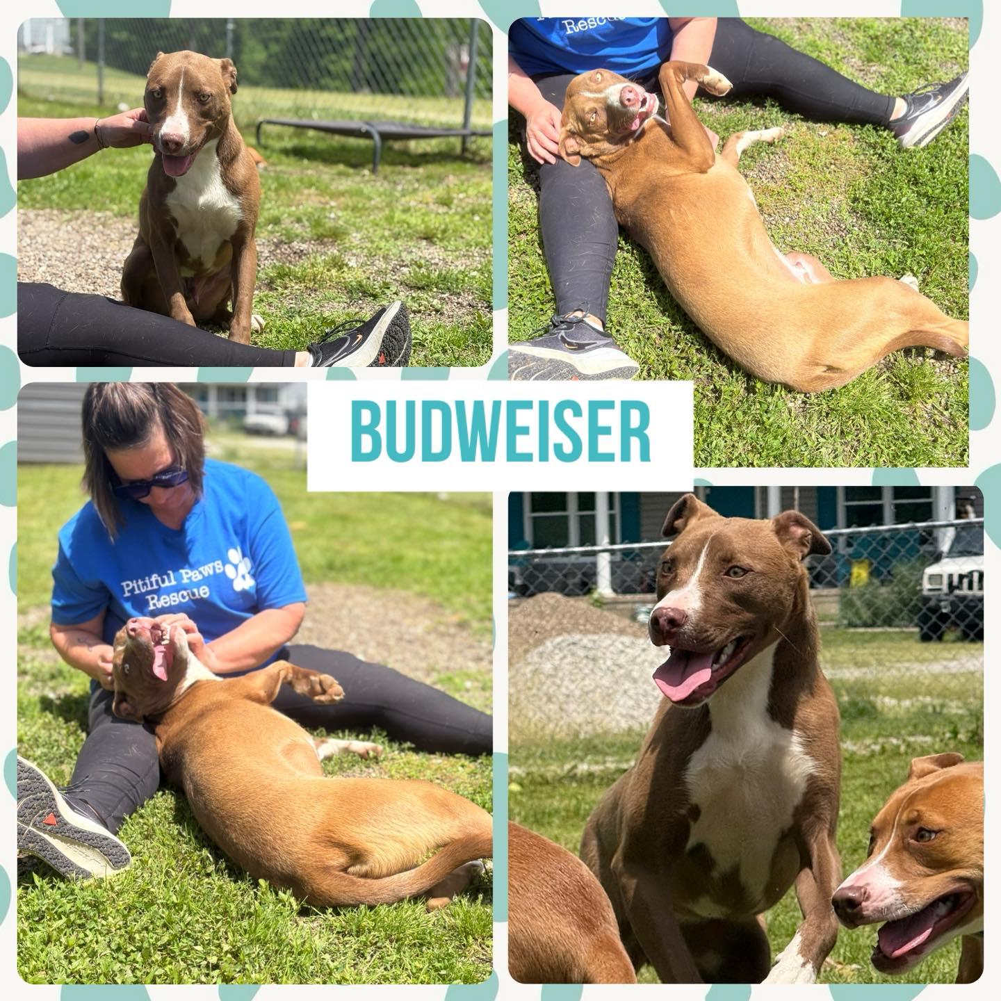Budweiser, Young Male Pit Bull Terrier