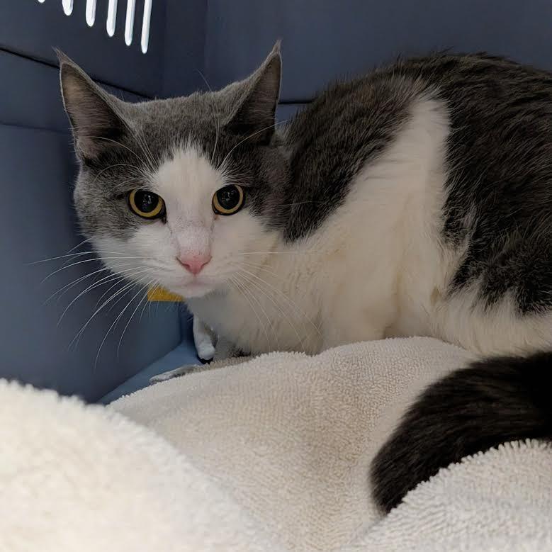 Enlarge Ferris-$50, a Adoptable Domestic Short Hair in Springfield, MA image 1/1