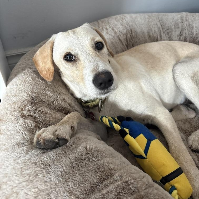 Camila, a ADOPTABLE mixed breed in Mississauga, ON image 3/6