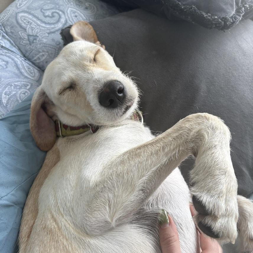 Camila, a ADOPTABLE mixed breed in Mississauga, ON image 5/6