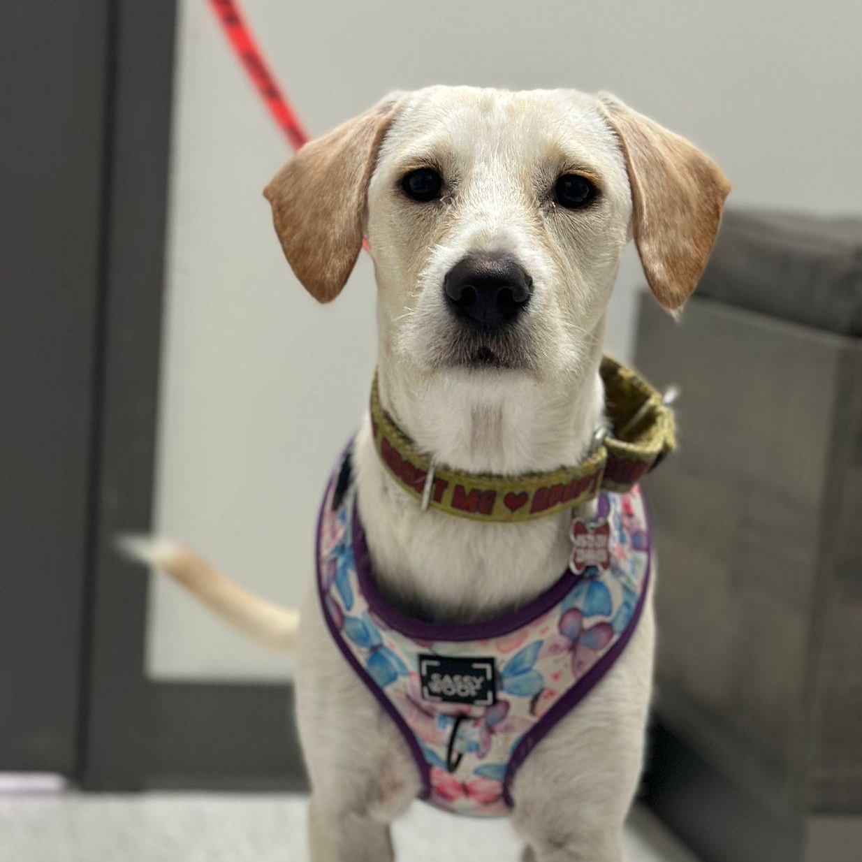 Camila, a ADOPTABLE mixed breed in Mississauga, ON image 6/6