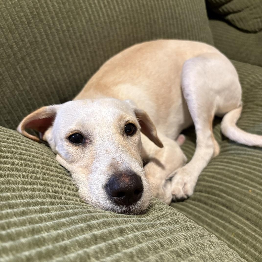 Camila, a ADOPTABLE mixed breed in Mississauga, ON image 4/6