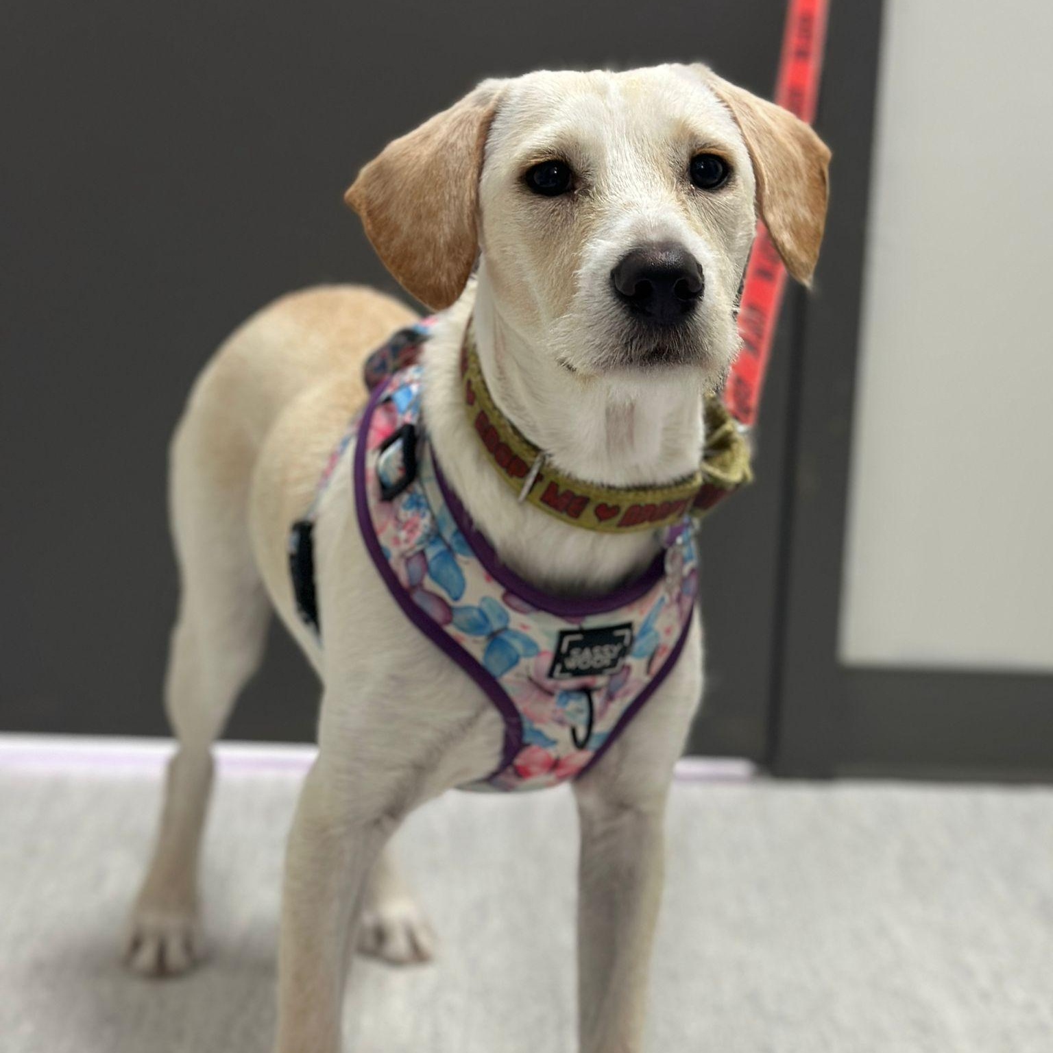 Camila, a ADOPTABLE mixed breed in Mississauga, ON image 2/6