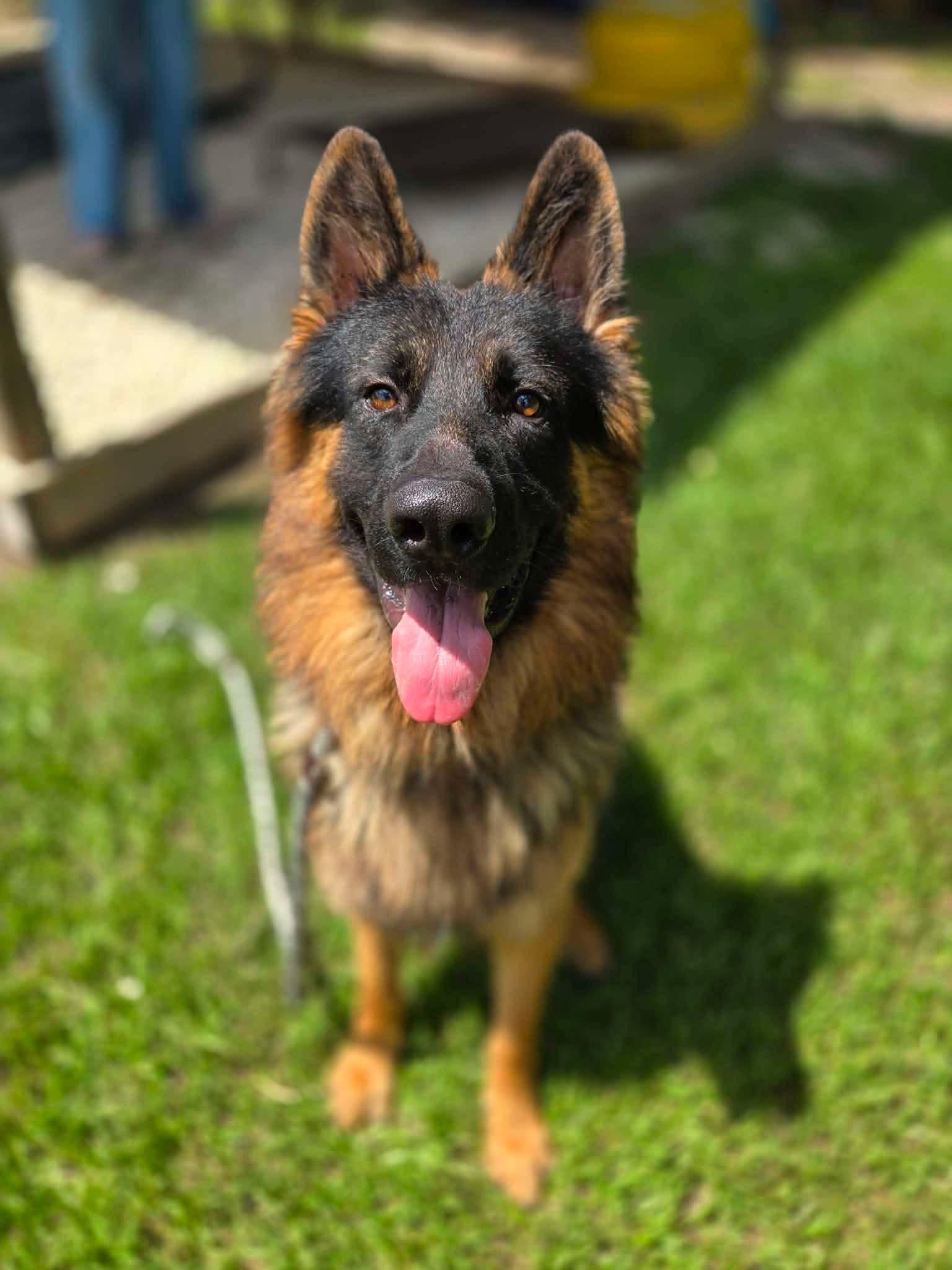 Charlie, Adopted, Young Male German Shepherd Dog.