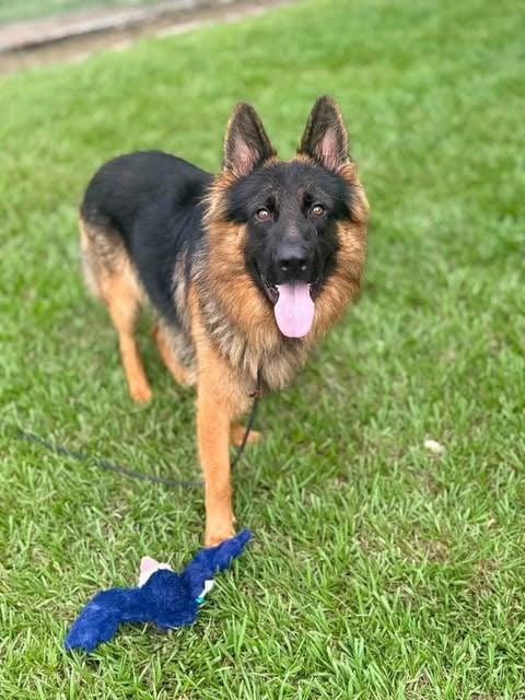 Charlie, a Adopted German Shepherd Dog in Palm Harbor, FL image 2/2