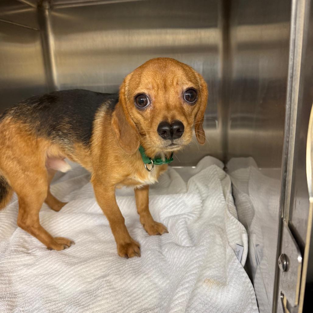 Max, Adoptable, Adult Male Chihuahua & Beagle.