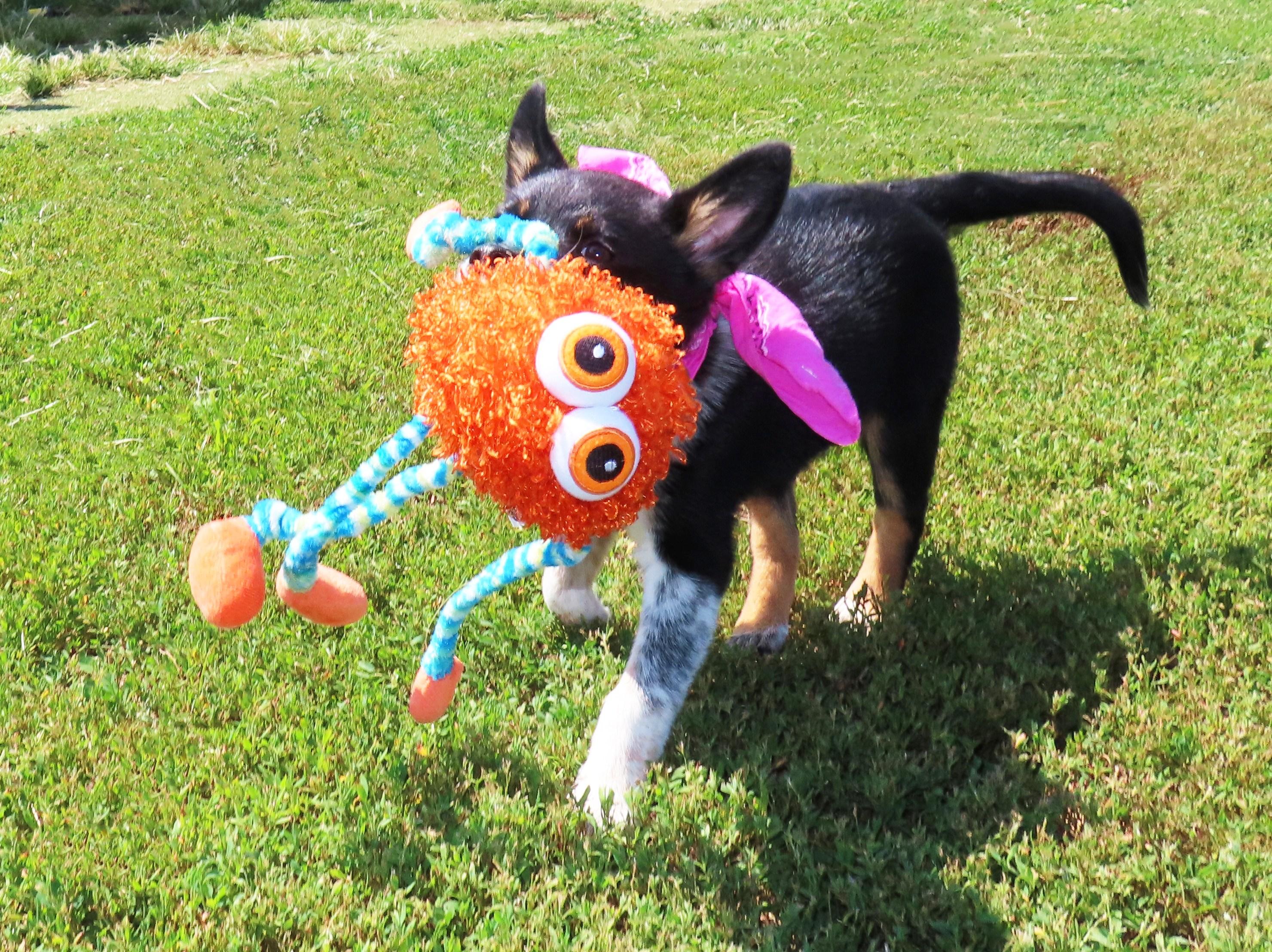 Binky 26C-164, an adopted Australian Cattle Dog / Blue Heeler in Rogers, AR image 2/5