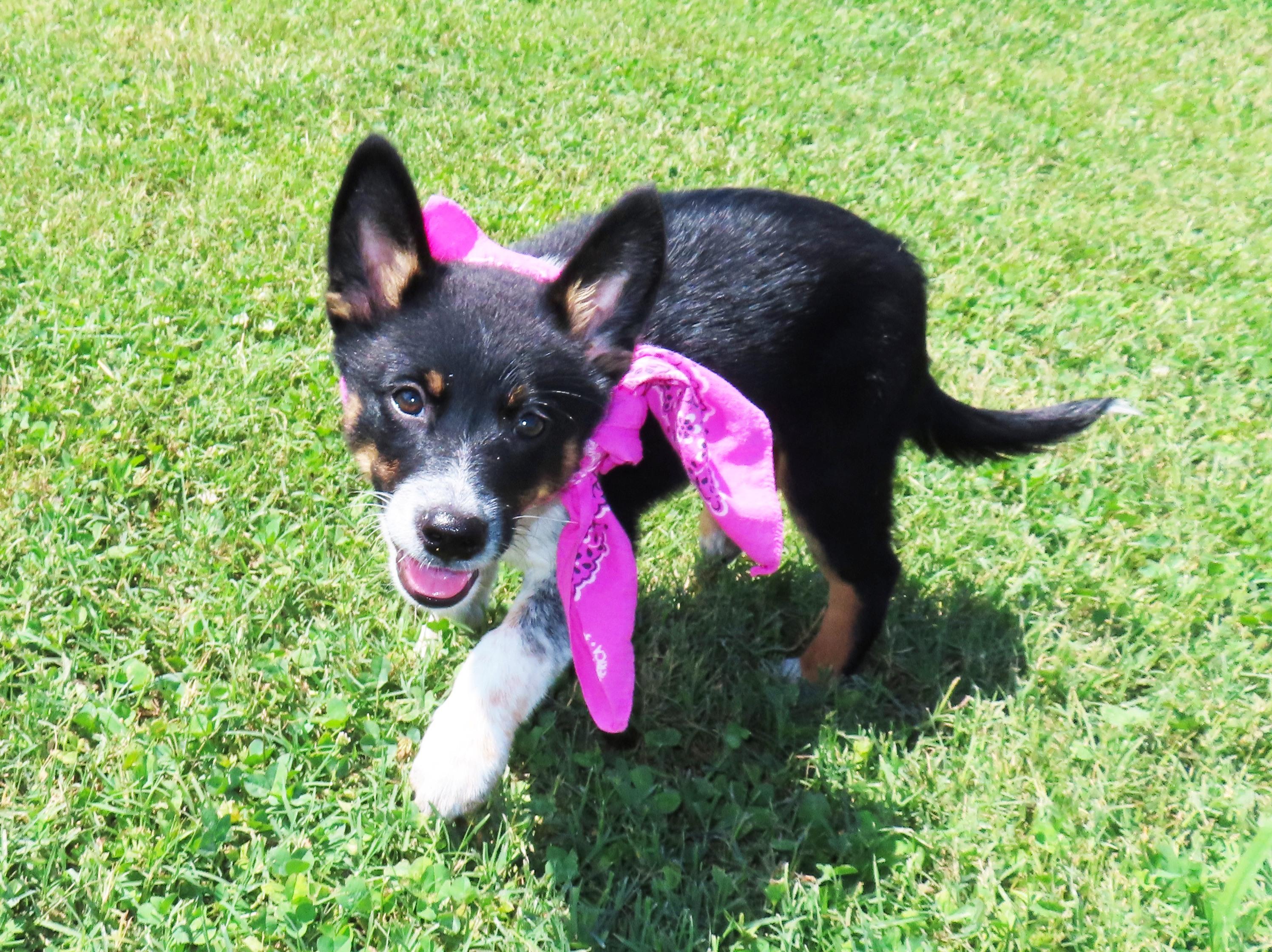 Binky 26C-164, an adopted Australian Cattle Dog / Blue Heeler in Rogers, AR image 5/5
