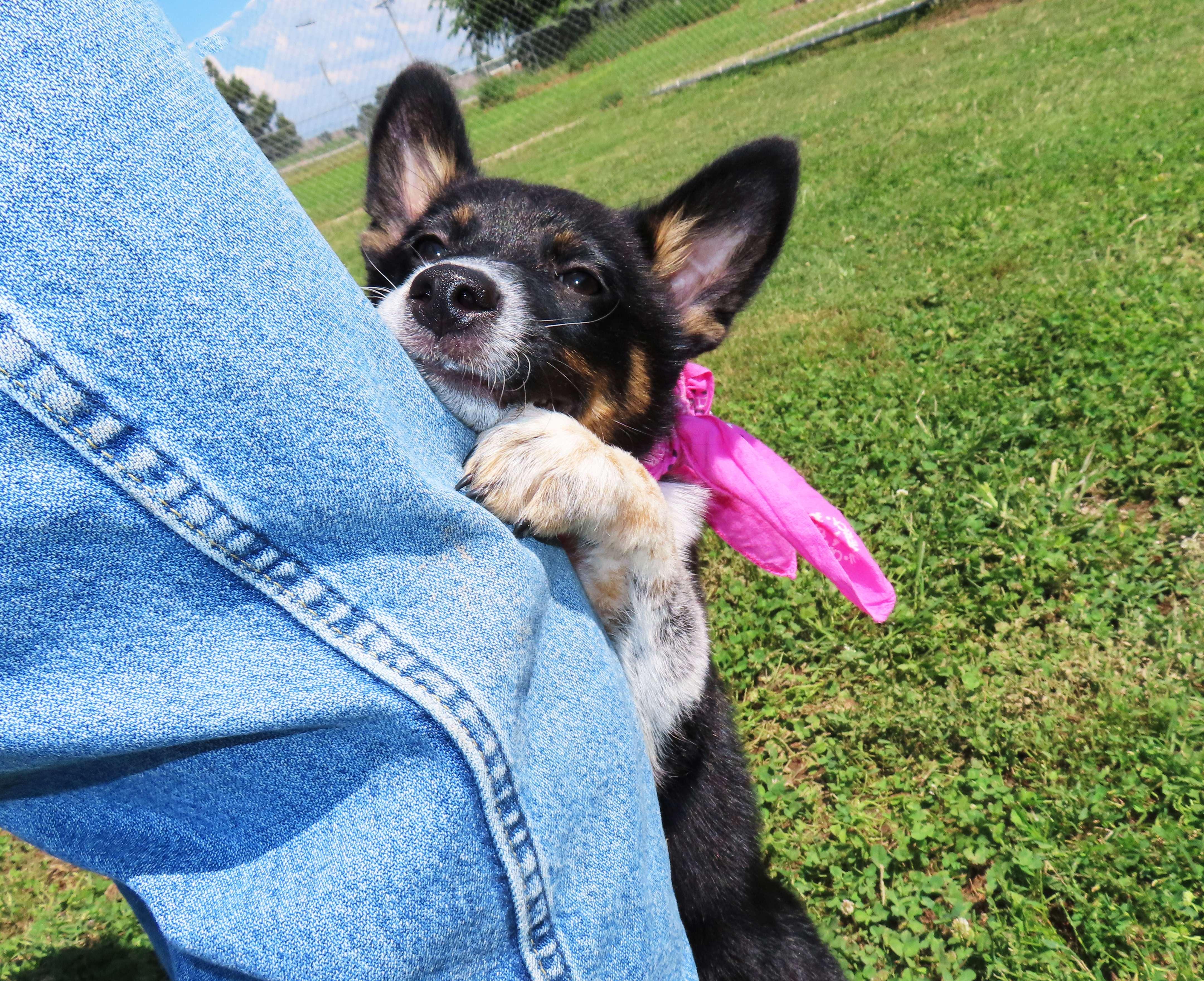 Binky 26C-164, an adopted Australian Cattle Dog / Blue Heeler in Rogers, AR image 4/5