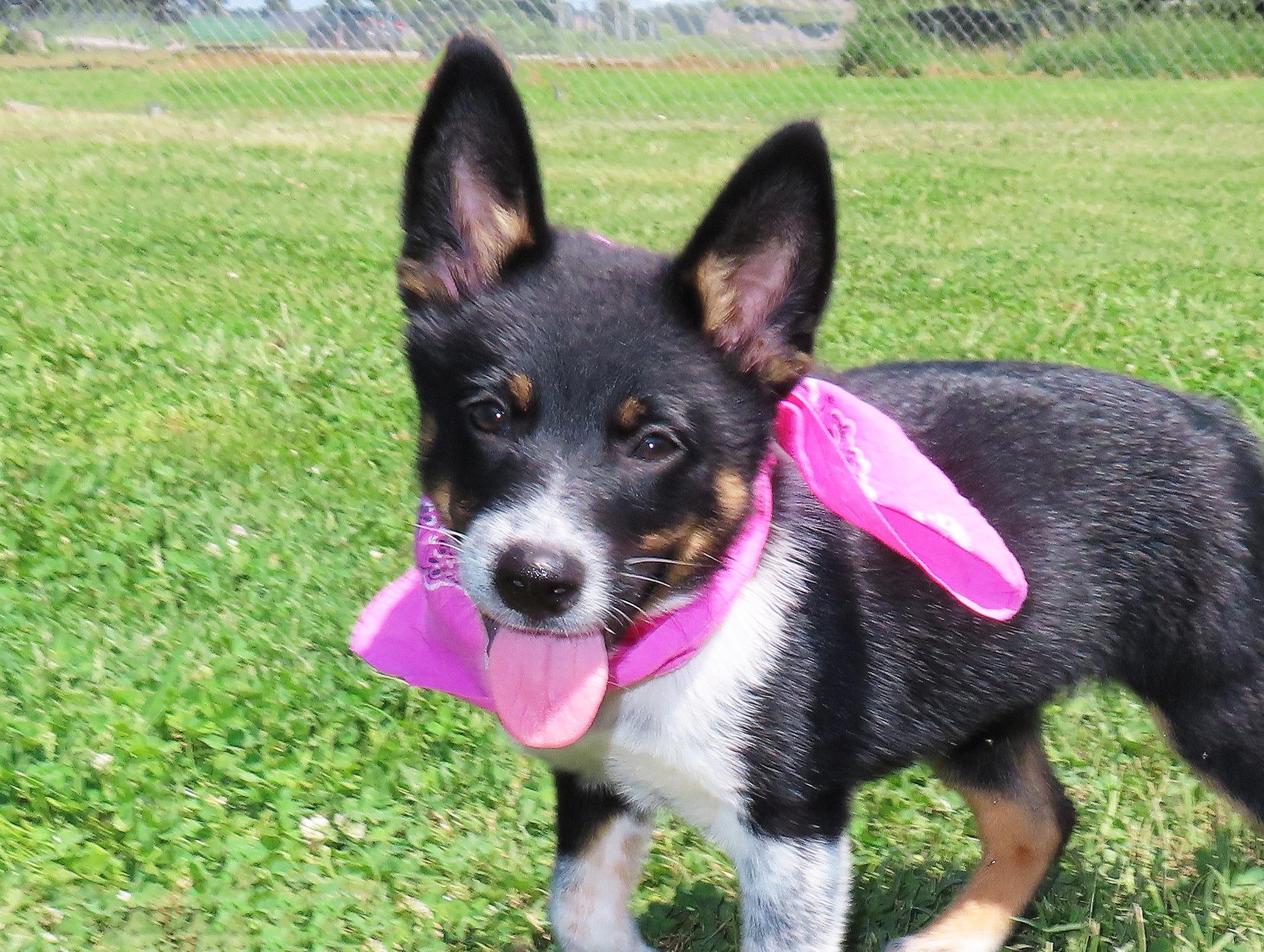 Binky 26C-164, adopted, Puppy Female Australian Cattle Dog / Blue Heeler.