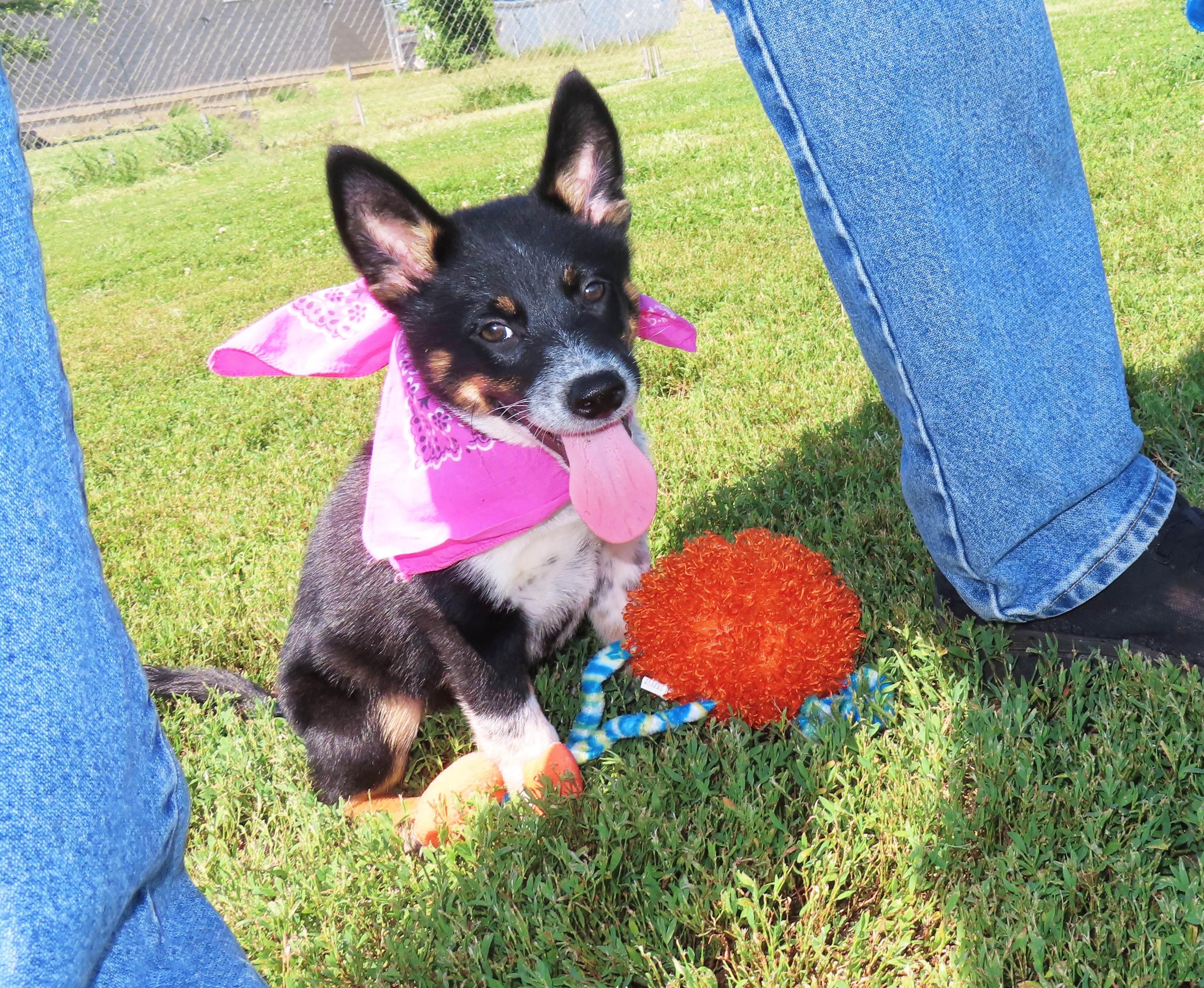 Binky 26C-164, an adopted Australian Cattle Dog / Blue Heeler in Rogers, AR image 3/5