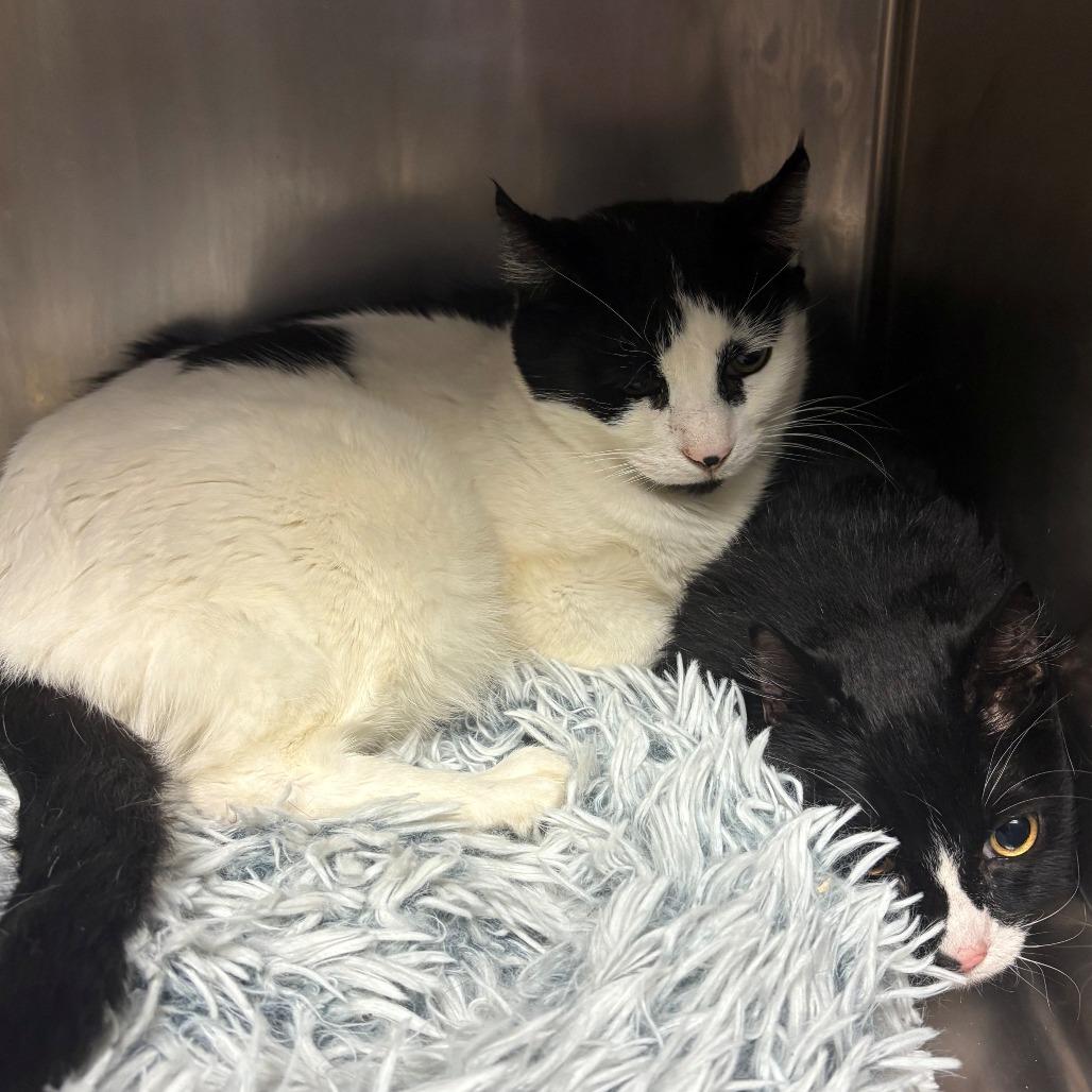 Popper, Adoptable, Senior Male Domestic Long Hair.