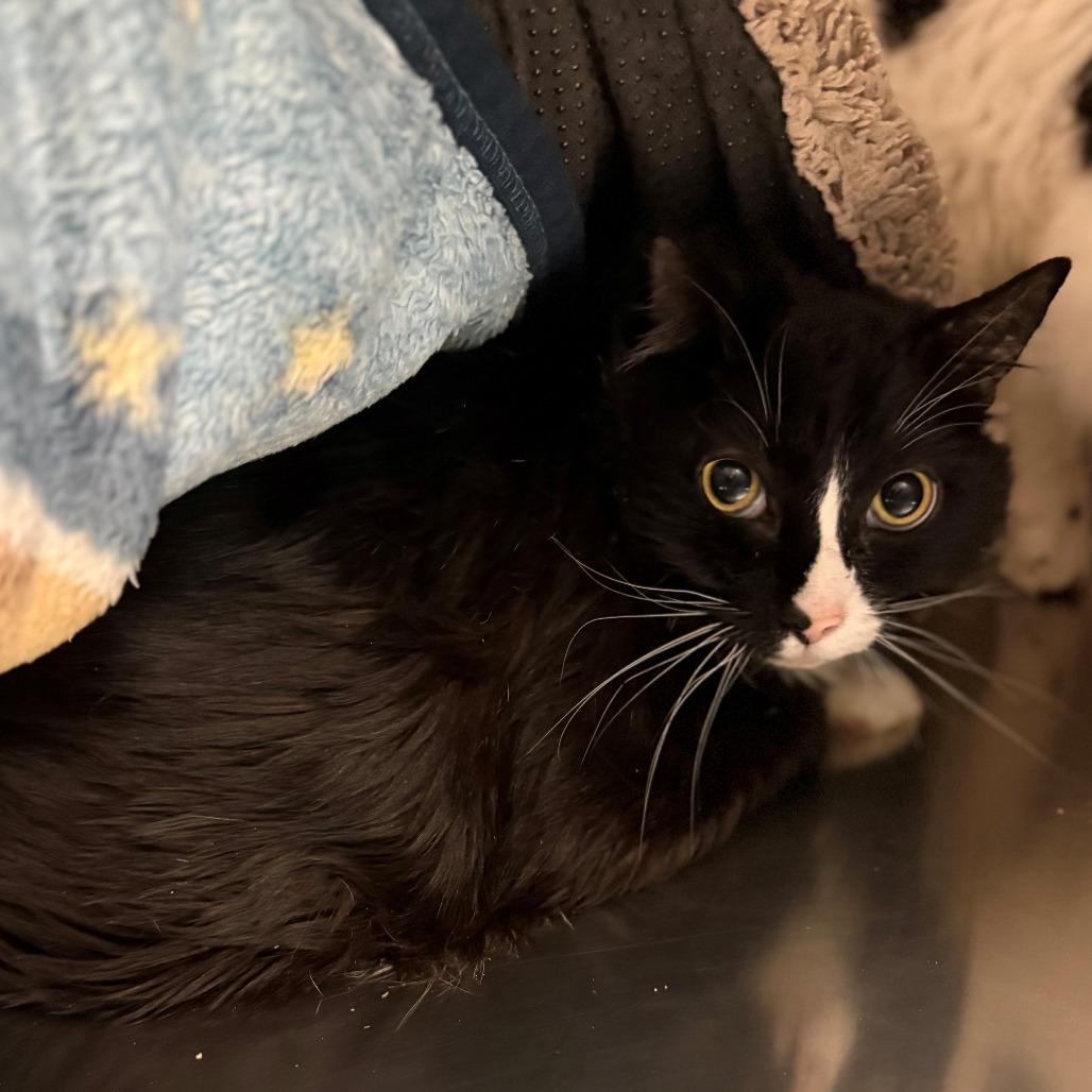 Popper, Adoptable, Senior Male Domestic Long Hair.